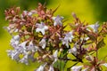 Chinese abelia abelia chinensis flowers