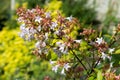 Chinese abelia abelia chinensis flowers