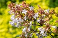 Chinese abelia abelia chinensis flowers