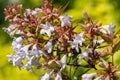 Chinese abelia abelia chinensis flowers