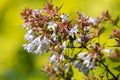 Chinese abelia abelia chinensis flowers