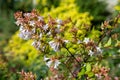 Chinese abelia abelia chinensis flowers