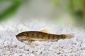 Chinese algae eater catfish Royalty Free Stock Photo