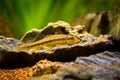 Chinese Algae Eater close up in fish tank Gyrinocheilus aymonieri with blurred background