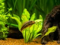 Chinese Algae Eater close up in fish tank Gyrinocheilus aymonieri with blurred background Royalty Free Stock Photo