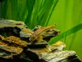 Chinese Algae Eater close up in fish tank Gyrinocheilus aymonieri with blurred background Royalty Free Stock Photo