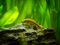 Chinese Algae Eater in fish tank Gyrinocheilus aymonieri