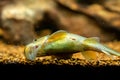 Chinese Algae Eater Gyrinocheilus aymonieri eating on the aquarium glass with blurred background