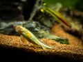 Chinese Algae Eater Gyrinocheilus aymonieri eating on the aquarium glass Royalty Free Stock Photo