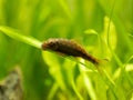 Chinese Algae Eater Gyrinocheilus aymonieri isolated in fish tank with blurred background Royalty Free Stock Photo