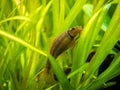 Chinese Algae Eater Gyrinocheilus aymonieri isolated in fish tank with blurred background