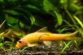Chinese algae eater, Gyrinocheilus aymonieri sp. gold, popular freshwater ornamental fish feeds on detritis