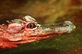 Chinese Alligator Royalty Free Stock Photo