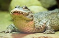 Chinese Alligator Royalty Free Stock Photo