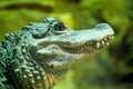 Chinese Alligator