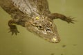 Chinese Alligator Royalty Free Stock Photo