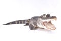 Chinese alligator, Alligator sinensis Royalty Free Stock Photo