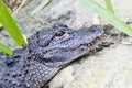 Chinese alligator (Alligator sinensis) Royalty Free Stock Photo