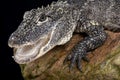 Chinese alligator (Alligator sinensis) Royalty Free Stock Photo