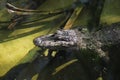 The Chinese alligator Alligator sinensis Royalty Free Stock Photo