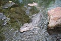 Chinese Alligator Alligator sinensis in water Royalty Free Stock Photo