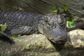 Chinese alligator Royalty Free Stock Photo