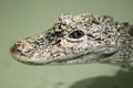 Chinese alligator Royalty Free Stock Photo
