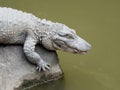 Chinese alligator sleeping on rock above water Royalty Free Stock Photo