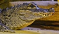 Chinese Alligator (Alligator sinensis) Royalty Free Stock Photo
