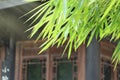 Chinese antique house old architecture decorate bamboo leaves be