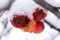 Chinese apples and snow close-up Royalty Free Stock Photo