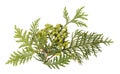Chinese Arborvitae branch seeds and foliage on white. Royalty Free Stock Photo