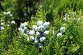 Chinese arborvitae or Chinese thuja, oriental arborvitae, biota or oriental thuja Platycladus orientalis Greece, Thasos island