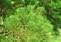 Chinese Arborvitae, Leaves of pine tree select focus with shallow depth of field Scientific Name Thuja Orientali.