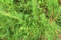 Chinese Arborvitae, Leaves of pine tree select focus with shallow depth of field Scientific Name Thuja Orientali.