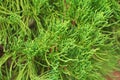 Chinese Arborvitae, Leaves of pine tree select focus with shallow depth of field Scientific Name Thuja Orientali.