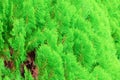 Chinese Arborvitae, Leaves of pine tree select focus with shallow depth of field Scientific Name Thuja Orientali.