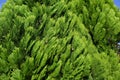 Chinese arborvitae ( Platycladus orientalis ). Cupressaceae evergreen coniferous tree native to China.