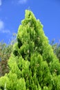 Chinese arborvitae ( Platycladus orientalis ). Cupressaceae evergreen coniferous tree native to China.