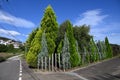 Chinese arborvitae ( Platycladus orientalis ). Cupressaceae evergreen coniferous tree native to China.