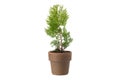 Chinese arborvitae - Platycladus orientalis - seedling in a pot, isolated on white. Type of thuja