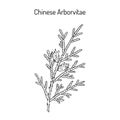 Chinese Arborvitae Thuja orientalis , medicinal plant