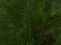 Chinese arborvitae (Platycladus) plant leaves