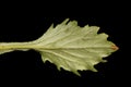 Chinese Aster Callistephus chinensis. Leaf Closeup
