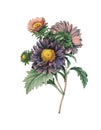 Chinese aster | Redoute Flower Illustrations