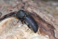 Chinese Auger Beetle, Heterobostrychus hamatipennis, is a species of horned powder-post beetle in the family Bostrichidae.