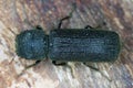 Chinese Auger Beetle, Heterobostrychus hamatipennis, is a species of horned powder-post beetle in the family Bostrichidae.