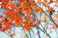 Chinese autumn season leaf Royalty Free Stock Photo