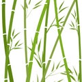 Chinese background with bamboo for design. Bamboo stalks. vecto Royalty Free Stock Photo
