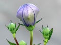 Chinese Balloon or Bell Flower Ready to Bloom Royalty Free Stock Photo
